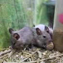 애니멀 프렌즈 이미지