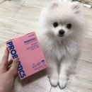 퍼피맘마 이미지