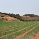 신평항 이미지