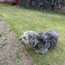 하도기록 | 제주 동쪽 예쁜 구좌 숙소, 하도기록 솔직후기