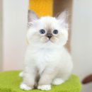 광주강아지분양 고양이분양 미유펫 본점 이미지