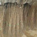 서촌농장 이미지