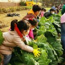 한결어린이집 김장배추 재배방법,김장배추 수확시기,아이들 식단 구성,동아 혈관청소 효능 이미지