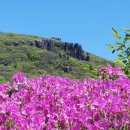 무등산 안양산 일대 산철쭉 절정…봄 산행 명소로 인기 이미지