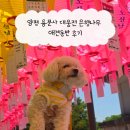 은행나무 | 양평 용문사 대웅전 은행나무 애견동반 후기