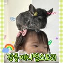 세아모피 | 강릉 아이랑 갈만한 곳_ 실내 동물원 애니멀스토리