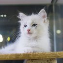 고양이분양은 노블캣 랙돌놀숲분양캐터리 대전점 이미지