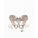 엉덩이가 욱신욱신 쑤신다면, 혹시 나도 고관절염? 이미지