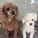 프로펫샵 이미지