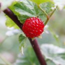 (7/22)산딸기 식초 만들기 | 보석 같은 산딸기 효능 및 부작용과 세척(벌레), 칼로리, 보관, 제철