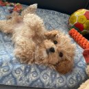 왓츠멍 남양주 강아지분양 이미지