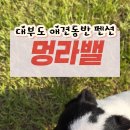 펫라밸 네이버블로그