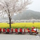 삼척 맹방 유채밭 이미지