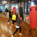 불독복싱 이미지