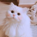 SiRo 이미지