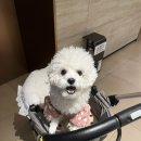 위례 스타필드 애견동반 후기