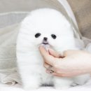 강아지는 내 운명 이미지