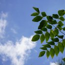 옛날쌈밥보리밥 이미지