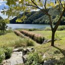 호수정감 이미지