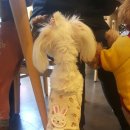 디어마이퍼피 이미지