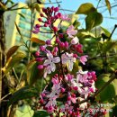 수수꽃다리 이미지