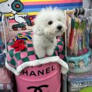 마이제이스 이미지