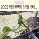 (주)와우코리아관광 | 2025 코리아 렙타일포럼 in 대구 입장료, 유료 체험, 분양 개체까지 초등학생 아이들과 관람한 후기