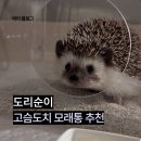 고슴도치 용품 디깅박스 모래통 후기 (도리순이)
