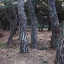 배동삼릉 이미지