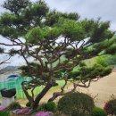 부여(외산)-5 이미지