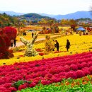 화순고인돌가을꽃축제산책길=축제 기간: 24. 10. 18 ~ 24. 11. 03 이미지