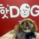 핫!Dog 이미지
