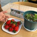 심기보농장 | 경기도 아이랑 딸기농장체험, &#34;치유앤딸기&#34; 봄체험 내돈 후기