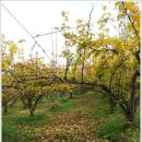 온새미로 이미지