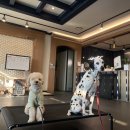 드림애견학교 이미지