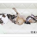 샴프네집 이미지