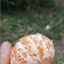 총각농장 이미지