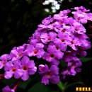 여름철에 오래도록 꽃이 피는 부들레야(Buddleja) 이미지