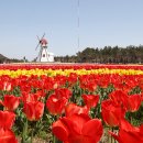 2025 섬 튤립축제 이미지