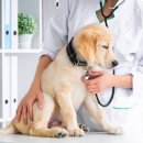 정산동물병원 이미지