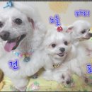 독스맘 이미지