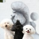 바오그루밍 이미지