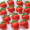 강성농장 | FDM SLA 출력 의뢰로 만든 프리미엄 딸기 개별 포장 케이스 - 엠피니티 3D프린팅 후기