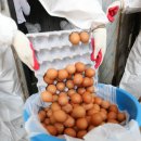 박준호농장 이미지