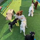 파브 퍼피 이미지