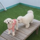 486독캠프 네이버블로그
