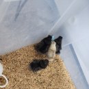 백세돼지국밥 이미지