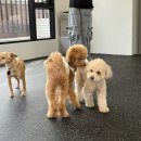 공주닭발(망원점) | 2025.10 ˚₊·—̳͟͞͞♥