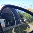 부안 애뜰 펜션 | 쿠키투어, 태안 TO 부안, 중대형견 동반 여행 (죽도, 금강생태습지공원)