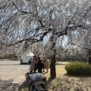 인천 벚꽃 명소 기록｜인천대공원, SK석유화학단지(+석남동 벚꽃스팟)